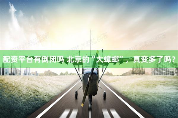 配资平台有倒闭吗 北京的“大蟑螂”,真变多了吗?